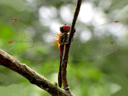 Blutrote Heidelibelle, Sympetrum sanguineum
