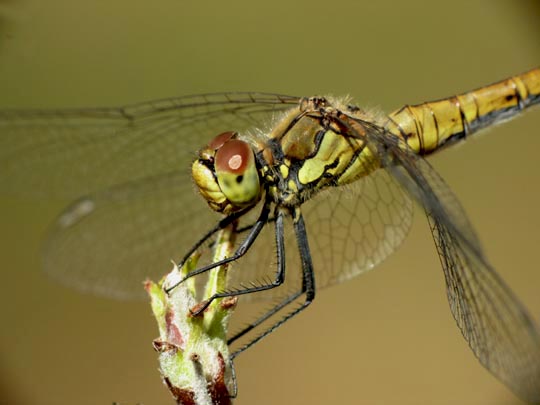 Blutrote Heidelibelle, Sympetrum sanguineum