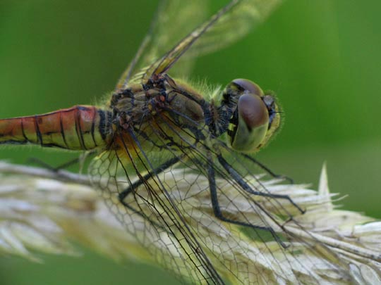 Blutrote Heidelibelle, Sympetrum sanguineum