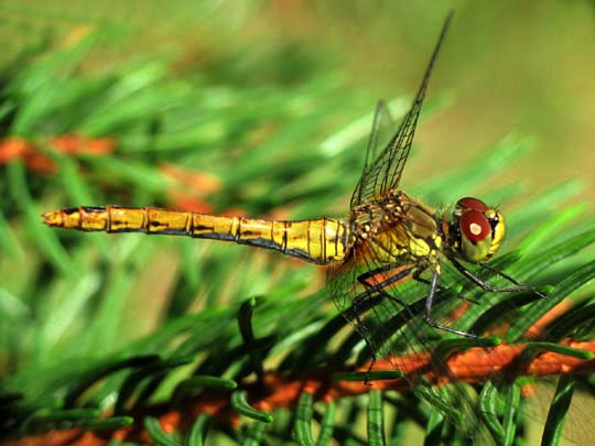 Blutrote Heidelibelle, Sympetrum sanguineum