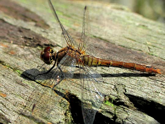 Blutrote Heidelibelle, Sympetrum sanguineum