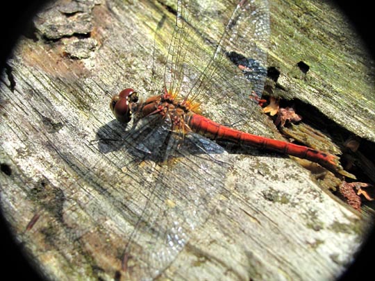 Blutrote Heidelibelle, Sympetrum sanguineum
