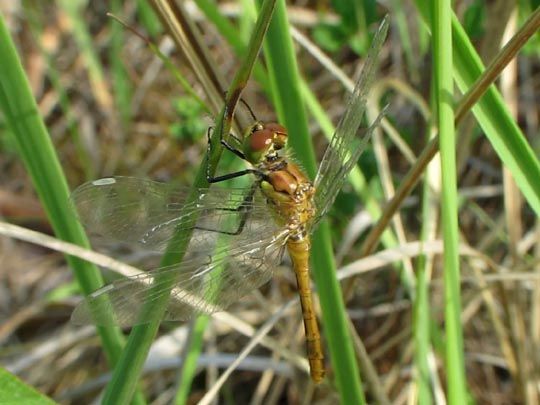 Blutrote Heidelibelle, Sympetrum sanguineum