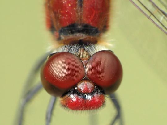 Blutrote Heidelibelle, Sympetrum sanguineum