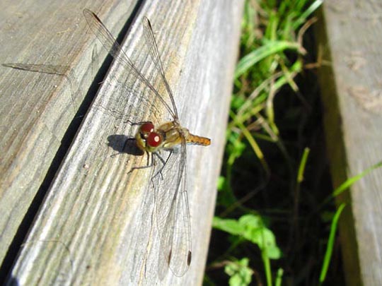 Blutrote Heidelibelle,Sympetrum sanguineum, weibchen