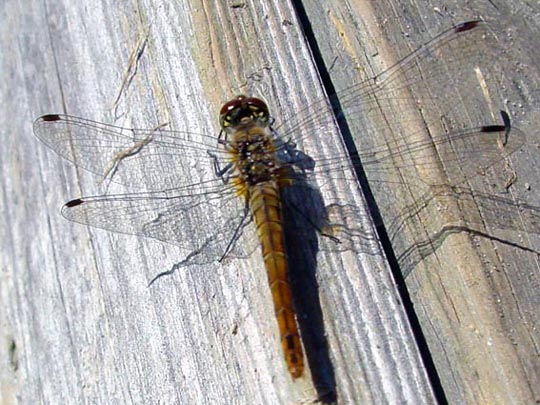 Blutrote Heidelibelle, Sympetrum sanguineum, weibchen