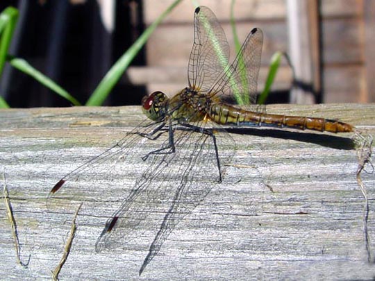 Blutrote Heidelibelle, Sympetrum sanguineum, weibchen
