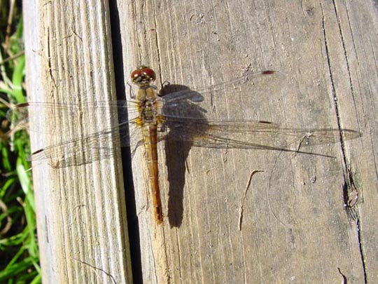 Blutrote Heidelibelle, Sympetrum sanguineum, weibchen