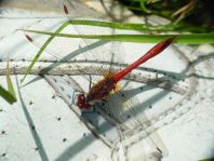 Blutrote Heidelibelle, Sympetrum sanguineum, Männchen