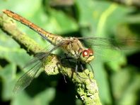 Blutrote Heidelibelle, Sympetrum sanguineum