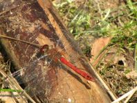 Blutrote Heidelibelle, Sympetrum sanguineum