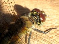 Blutrote Heidelibelle, Sympetrum sanguineum