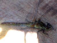 Blutrote Heidelibelle, Sympetrum sanguineum