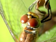 Blutrote Heidelibelle, Sympetrum sanguineum