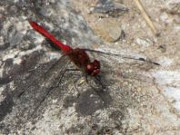 Blutrote Heidelibelle, Sympetrum sanguineum