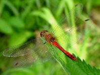 Blutrote Heidelibelle, Sympetrum sanguineum, Männchen