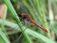 Blutrote Heidelibelle, Sympetrum sanguineum