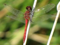 Blutrote Heidelibelle, Sympetrum sanguineum