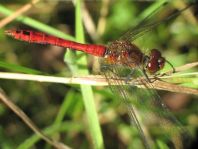 Blutrote Heidelibelle, Sympetrum sanguineum