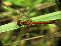 Blutrote Heidelibelle, Sympetrum sanguineum