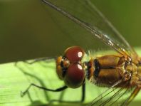Blutrote Heidelibelle, Sympetrum sanguineum