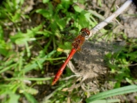 Blutrote Heidelibelle, Sympetrum sanguineum, Männchen