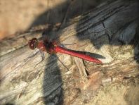Blutrote Heidelibelle, Sympetrum sanguineum