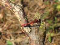 Blutrote Heidelibelle, Sympetrum sanguineum
