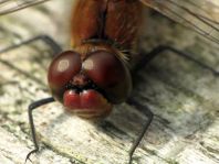 Blutrote Heidelibelle, Sympetrum sanguineum
