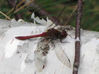 Blutrote Heidelibelle, Sympetrum sanguineum