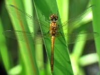 Blutrote Heidelibelle, Sympetrum sanguineum