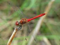 Blutrote Heidelibelle, Sympetrum sanguineum, Männchen