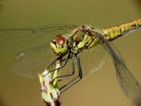Blutrote Heidelibelle, Sympetrum sanguineum