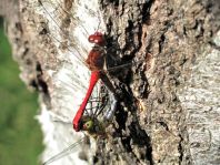 Blutrote Heidelibelle, Sympetrum sanguineum