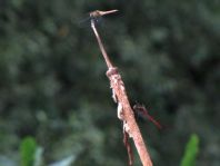 Blutrote Heidelibelle, Sympetrum sanguineum