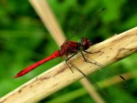 Blutrote Heidelibelle, Sympetrum sanguineum