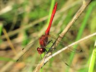 Blutrote Heidelibelle, Sympetrum sanguineum