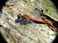 Blutrote Heidelibelle, Sympetrum sanguineum