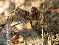 Blutrote Heidelibelle, Sympetrum sanguineum