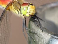 Blutrote Heidelibelle, Sympetrum sanguineum