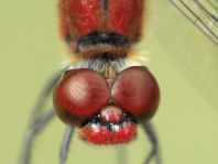 Blutrote Heidelibelle, Sympetrum sanguineum