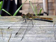 Blutrote Heidelibelle, Sympetrum sanguineum, Weibchen