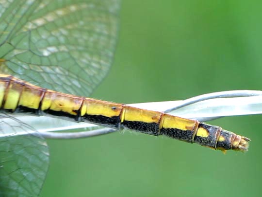 Sympetrum danae, Schwarze Heidelibelle