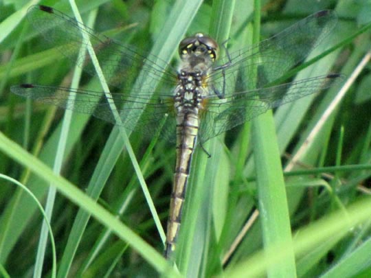 Sympetrum danae, Schwarze Heidelibelle