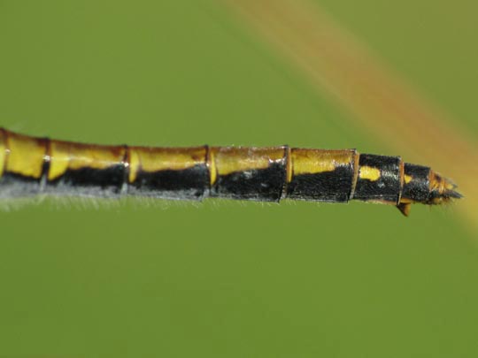 Sympetrum danae, Schwarze Heidelibelle
