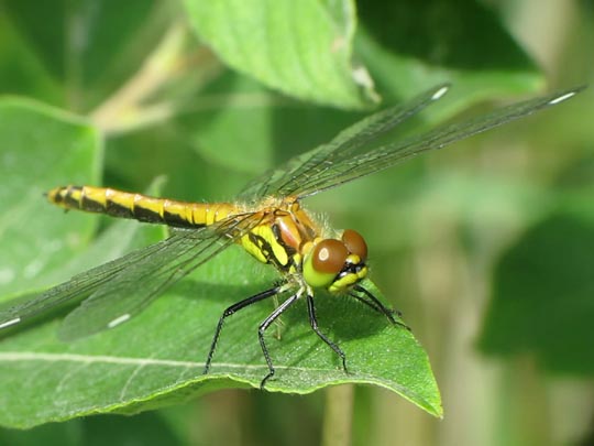 Sympetrum danae, Schwarze Heidelibelle