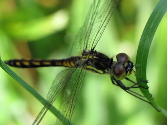 Sympetrum danae, Schwarze Heidelibelle