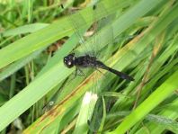 Sympetrum danae, Schwarze Heidelibelle