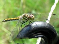 Sympetrum danae, Schwarze Heidelibelle