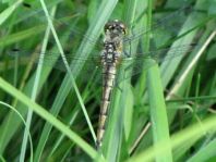 Sympetrum danae, Schwarze Heidelibelle